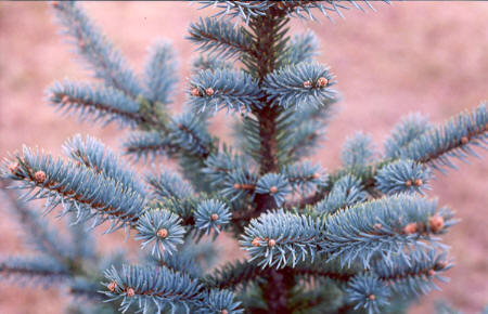 Colorado Spruce, also known as Blue Spruce