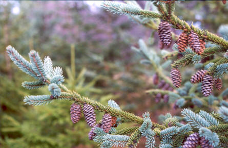 White Spruce with cones